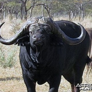 Senatla the buffalo bull that fetched an incredible auctioneering price