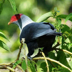 Seychelles Blue Pigeon