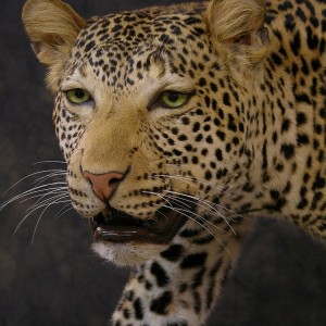 Taxidermy Leopard Mount by The Artistry of Wildlife