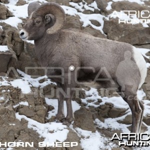 Bowhunting Vitals Bighorn Sheep