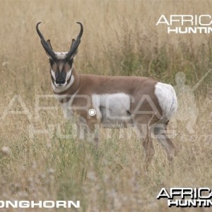 Bowhunting Vitals Pronghorn