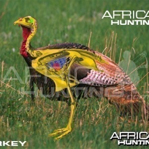 Bowhunting Vitals Turkey