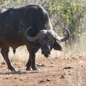 Buffalo