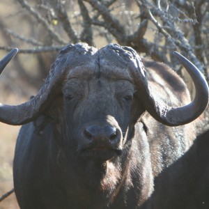 Buffalo