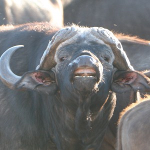 Buffalo