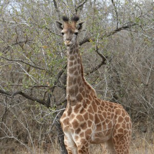 Giraffe Calf