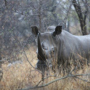 Rhino Bull in the Rain