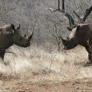 Rhino pair