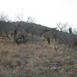 Kudu Meadow