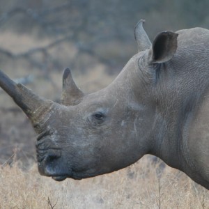 Momma Rhino