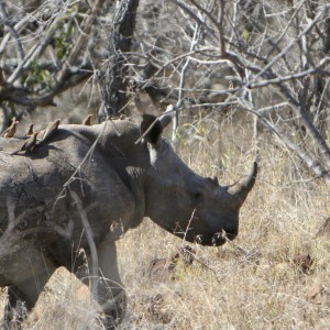 Juliet with Oxpeckers