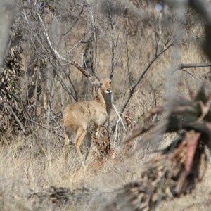 Reedbuck