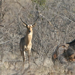 Trophy reedbuck in cover