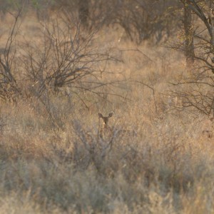 Steenbuck Female