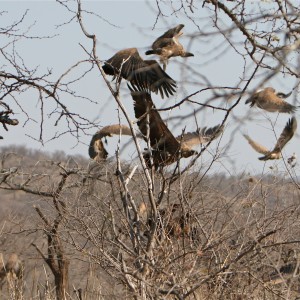 Vultures