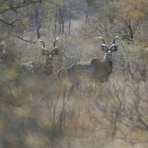 Kudu Bulls