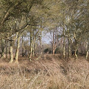 Fever Tree Grove