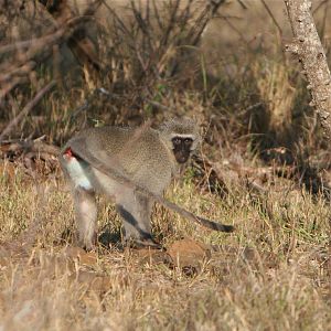 Vervet Male