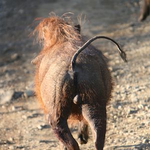 Warthog trotting away