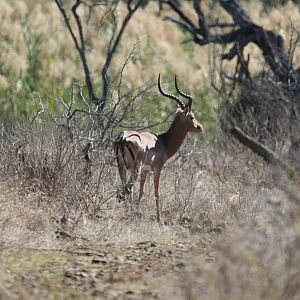 Impala Ram