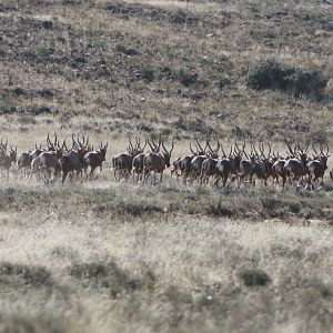 Blesbok Herd