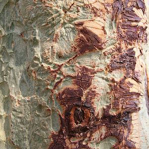 Fever Tree Bark