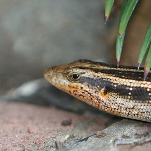 Rainbowtail Skink