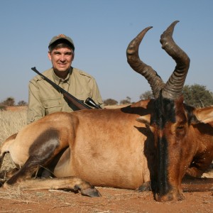 Red hartebeest, Namibia