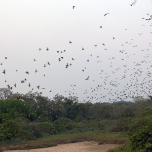 Flight on Pigeaons in CAR