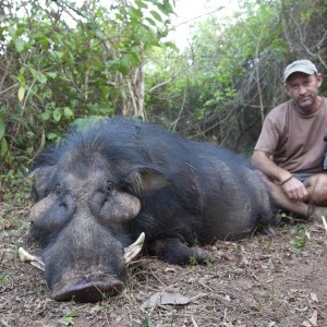 Giant Forest Hog hunted in CAR with CAWA