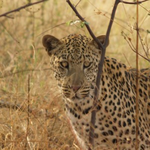Leopard in Namibia