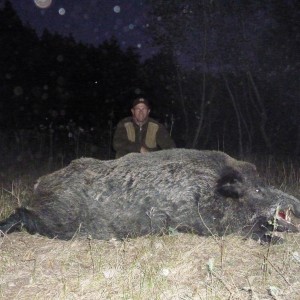 150 kg Wild Boar hunted in Hungary