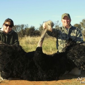 Ostrich hunted in South Africa