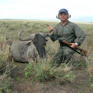 Wildebeest