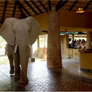 Elephants at the Mfuwe Lodge in Zambia