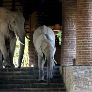 Elephants at the Mfuwe Lodge in Zambia