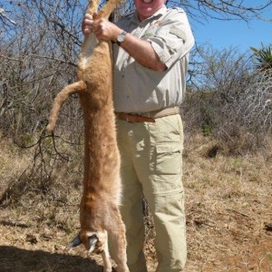 Hunting Caracal South Africa