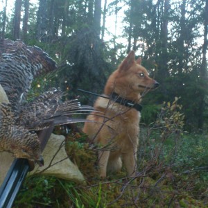 Capercaille hunting in Norway