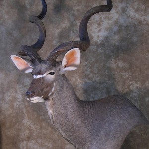 Taxidermy 62 inch Kudu