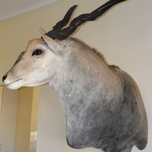 Casper's Taxidermy in Namibia Cape Eland