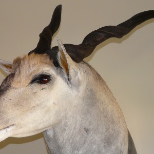 Casper's Taxidermy in Namibia