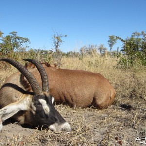 Roan Caprivi