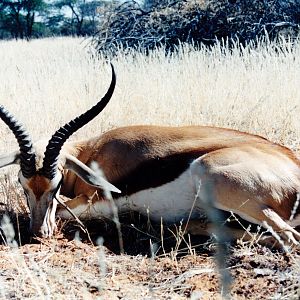 Recordbook Springbuck hunted on Jagd Farm Holstein