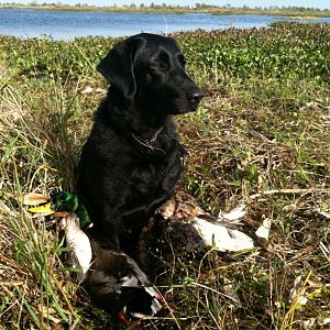 Duck Hunting in Louisiana