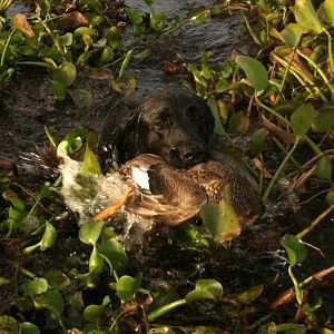 Duck Hunting in Louisiana