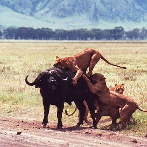 buffalo vs lions