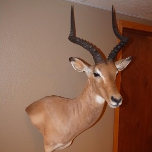 Impala Taxidermy