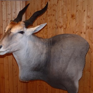 Eland Taxidermy