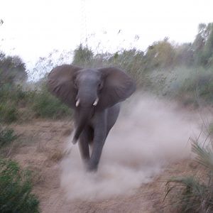 A charging cow Elephant