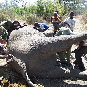 The hard work of butchering Elephant begins